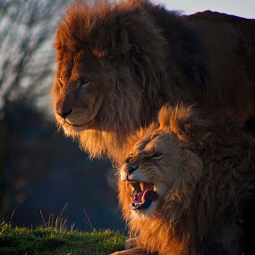 ... Mammals ( big cat, scary, lion, predator, roar, mane, fierce, teeth