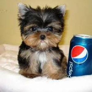 Cute Female yorkie puppy available Picture