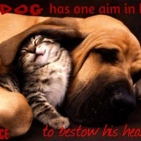 funny dog quotes photo: Bestow Cat_and_Dog_-_the_Best_Friend.jpg