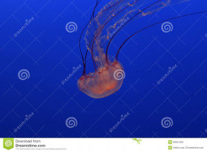 Jellyfish Sea Animals With Blue Background Royalty Free Stock Images