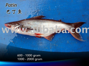 Patin (Dory Fish)
