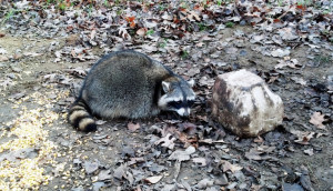 Trapping Raccoon with Dog Proofs: The Basics - Ohio Outdoor Journal