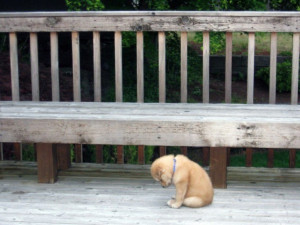 This Picture Of The Saddest Puppy In The World Will Melt Your Heart