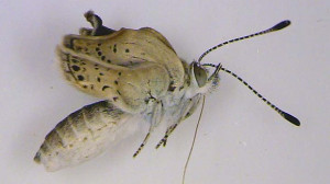 An adult pale grass blue butterfly found near the crippled Fukushima ...