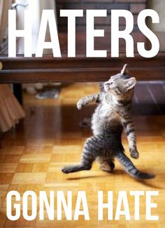 ... to do a strut like a cat can more cats gonna hate laughing walks humor