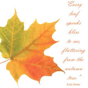 ... quotes for quite some time. I feel much the same as Ms. Bronte. Autumn