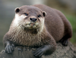 絶滅したカワウソが、日本に残していったかも ...