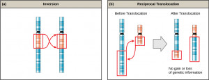 deletion duplication inversion translocation