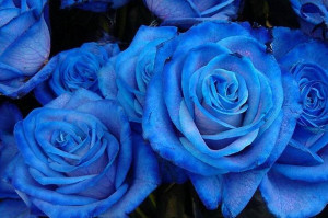 Roses blue