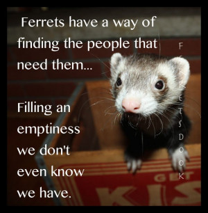 ferret #funny #for kids #forever #awesome #home #love #Ferrets ...