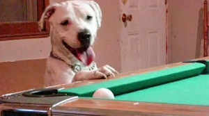 halo-pool-playing-dog.jpg