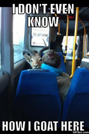 Funny-Saw-a-goat-on-a-bus-today.jpg