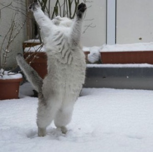 16-cats-playing-in-the-snow-photos-1.jpeg