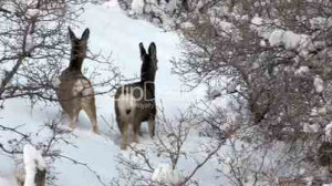 Deer Walking in Deep Snow