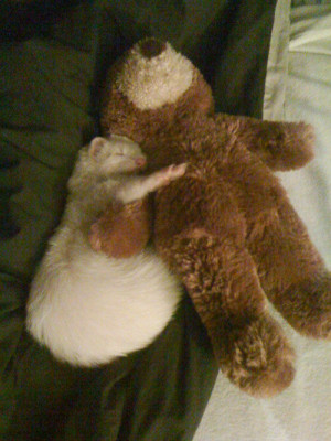 funny cute ferret sleeping teddy bear