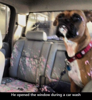 He opened the window during the car wash.” ~ Dog Shaming shame ...