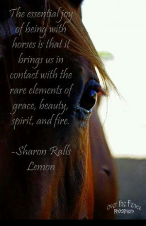 Horses bring a quick exhiliration and joy to everyone they come in ...