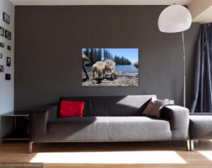 baby gosling photography wall decor 11x14 fine art photography nature ...