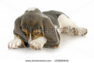 cute puppy basset hound puppy ...