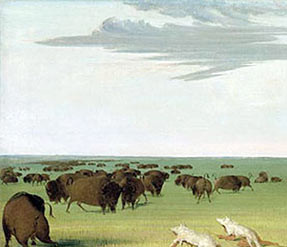 ... hunting bison (George Catlin). Courtesy of Smithsonian Institution