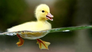 Be like a duck. Calm on the surface, but always paddling like the ...