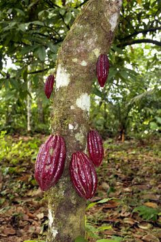 ... on a cocoa tree more beans trees cocoa pods cocoa beans cocoa trees 1