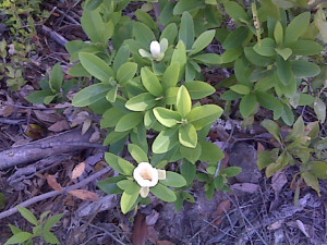 ... Shrub in SC...Please help? (flowers, growing, jasmine, magnolia