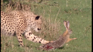 SD Cheetah / Hunting / Hare / Africa – Stock Video # 487-230-321