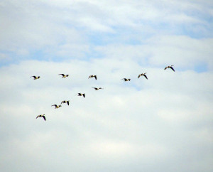 Canadian Geese Flying in V Formation