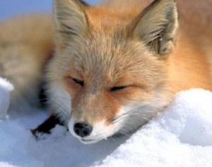 Fox Animal