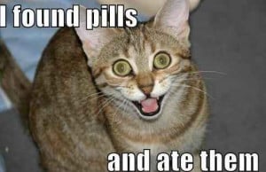 Funny Random Cat Pictures With Quotes | Image 58 of 71.