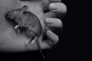 of mice and men lennie quotes. mice Of+mice+and+men+book+