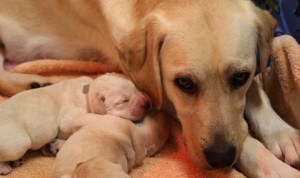 Juicy Dog Tee Shirts China