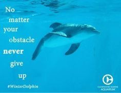 Winter the dolphin quote. This quote is a good saying to live by. More