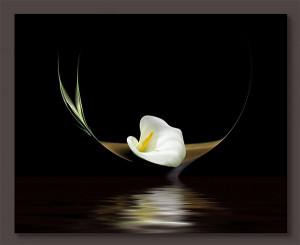 ... calla lily symbolizes brilliance of truth and holiness. Calla lilies