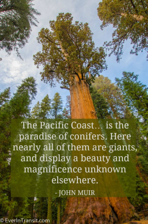 The Pacific Coast: Paradise of Big Trees | John Muir Quotes