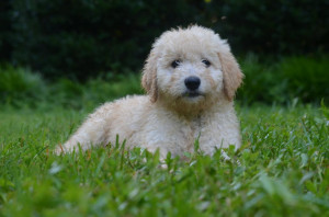 White Goldendoodle Puppy