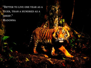 Tiger Quotes And Sayings Live one year as a tiger,