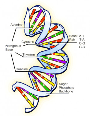 Nucleic acid Picture Slideshow