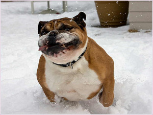 lefunny.net, funny jokes, funny quotes, funny animals, funny pictures