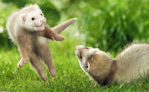 mink animals uploader anonymous licence category creatures tags mink ...