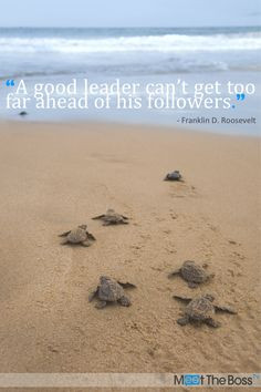 franklin d roosevelt sea quotes leadership quotes turtles quotes