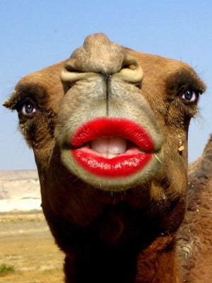 Funny Camel With Makeup