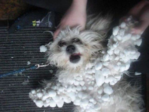 Snowball - Return to Funny Animal Pictures Home Page