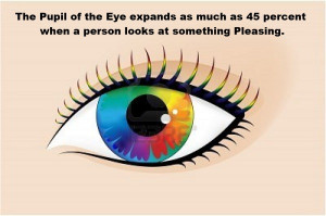 The pupil of the eye expands as much as 45 percent when a person ...