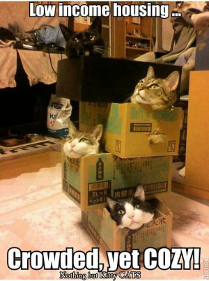 Low income housing for cats!