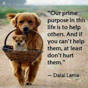 dalailama #inspiration #suffering #quotes #sacrifice #helping # ...