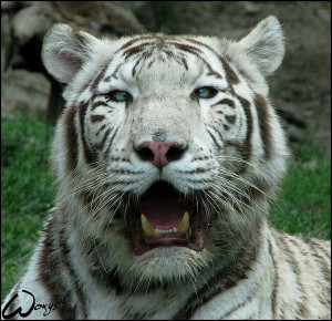 The Two Month Old White Bengal Tiger Was Introduced To The Public This