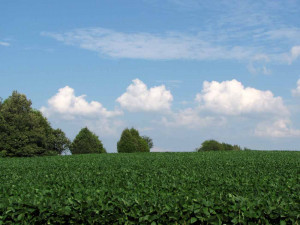 Free Quotes Pics on: Cottonfields