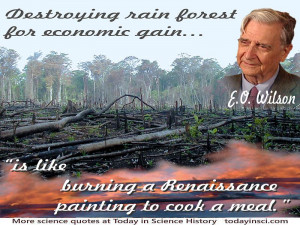 ... deforestation photo+quote Destroying rain forest for economic
